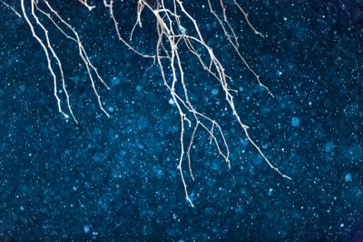 Bare & Icy Tree Branches