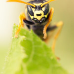 paper-wasp-closeup-9293-