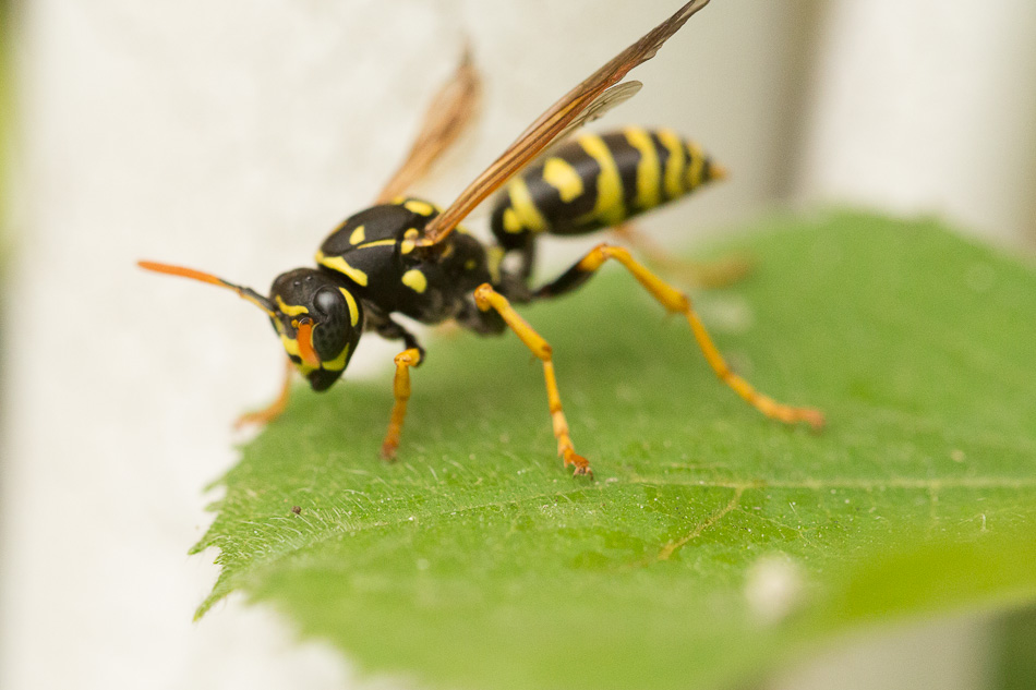 Wasp waiting for squash bug breakfast eggs to hatch.