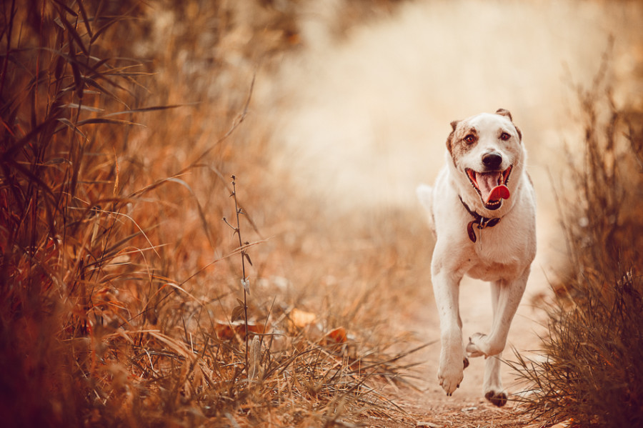 White cattle dog running on dirt trail wearing a smile and tongue hanging out.